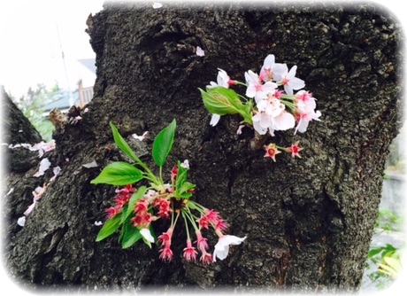 花びらが散ってもきれいな胴吹き桜